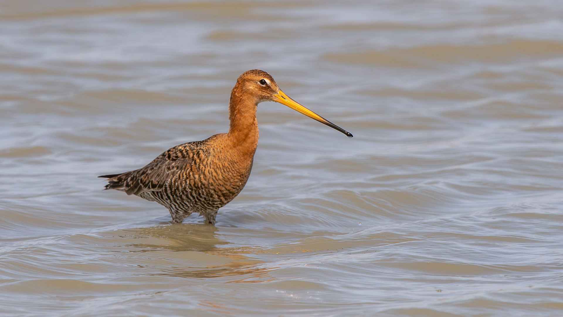 Black-tailed Godwit
